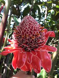 Bastons Emperor Heliconia Flower San Marcos Guatemala Gardening Garden Diy Home Flowers Roses Nature Landsc Heliconia Flower Heliconia Plant Heliconia