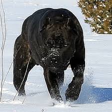 Con questo corso di italiano riuscirai a raggiungere in poco tempo il livello a2! About Time Cane Corso Italiano Fotos Facebook