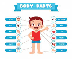 Body parts diagram for kids. Body Parts Images Free Vectors Stock Photos Psd