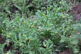 Image result for Grangea maderaspatana