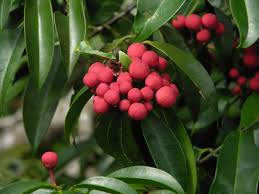 Image result for Symphonia globulifera