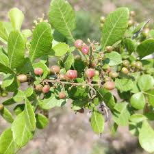 Image result for Searsia natalensis