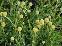 Image result for Pycreus chrysanthus