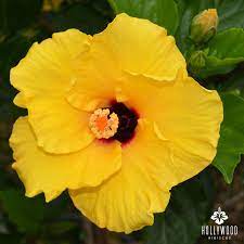 Queen Bee Creates A Buzz With Her Golden Yellow Petals And Deep Cherry Red Center Hibiscus Tropical Hollywood Hibiscus Planting Flowers Pretty Flowers