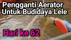 Har Ke 62 Aerator Vs Pompa Air Airpump Vs Waterpump Youtube