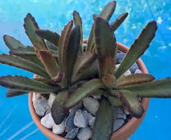 My Kalanchoe Cinnamon 112016 Planting Succulents Succulents Plants