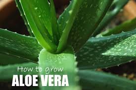 You can also replant aloe vera into a larger pot to allow more growth. Aloe Vera Plant Care How To Grow Aloe Indoors