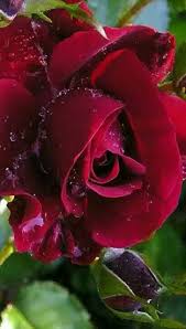 Pictures of flowers and butterflies. 100 Hq Red Rose Wallpaper Images Best Collection 121 Quotes