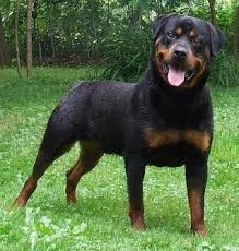 Resultado de imagem para foto de caes rottweiler