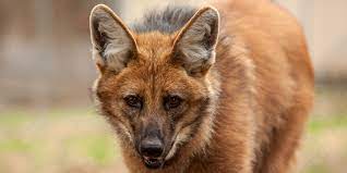 Maned Wolf Smithsonian S National Zoo