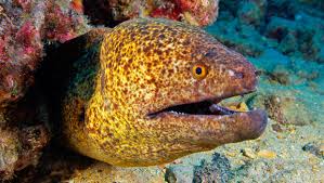 Waikiki Aquarium Yellow Margin Moray