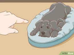 However, being able to signal your dog to stop barking is important to keeping neighbors, landlords, and other folks at the dog park happy and excited about your dog. 3 Ways To Stop A Puppy From Barking Wikihow Pet