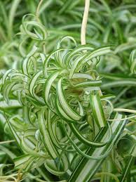 Image result for Chlorophytum minor