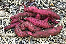 The ideal temperature for this purpose is 85 f with 85%. How To Grow Sweet Potatoes In A Home Vegetable Garden