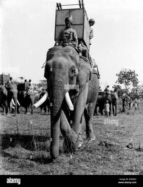 King george v tiger shooting in nepal. hi-res stock photography and images - Alamy