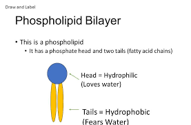 Draw And Label Phospholipid In 2020 Molecule Diagram Biology Notes Chemical Structure