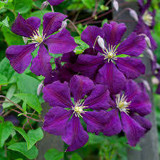 Image result for Clematis