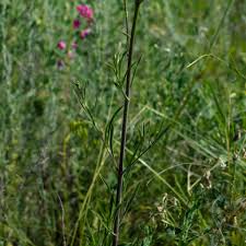Image result for Silene kiwuensis