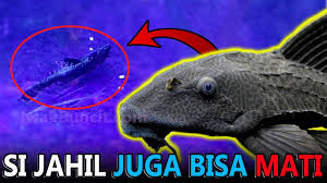 Ikan air laut mati karena proses operasi alat tangkap, saat penangkapan ikan yang mengakibatkan ikan mati dan sulit untuk menjaga agar ikan tetap hidup. Ikan Sapu Jagat Kamu Tiba Tiba Mati Dijahili Ikan Mas Koki Mungkin Ini Penyebabnya Youtube