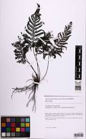 Image result for Abrodictyum rigidum