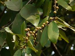 Image result for Bridelia ripicola