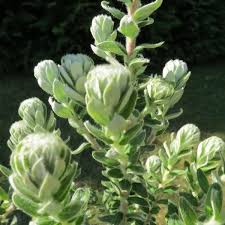 Image result for Phylica