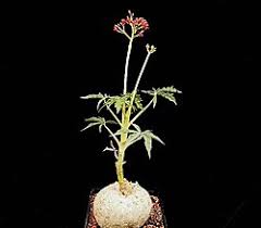 Image result for Jatropha botswanica