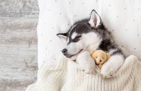 We did not find results for: My Puppy Husky Hd Wallpapers New Tab Mystart