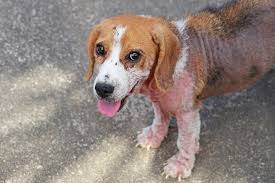 This excellent chinese herbal formula works wonder on dog skin health. Hair Loss In Dogs Why Is My Dog Losing So Much Hair