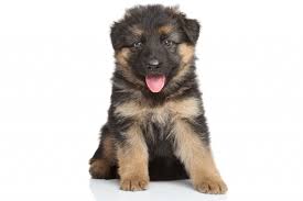 Check spelling or type a new query. German Shepherd Weight And Growth Chart Puppy To Adult The German Shepherder