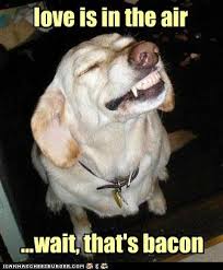 Same Difference Animal Captions Funny Animal Quotes Funny Animals