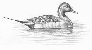 Sketch Drawings Of Teal Ducks Jack S Landing Bird Sketches Bird Drawings Duck Drawing Bird Sketch