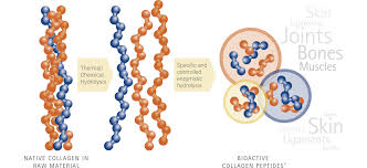 These probable benefits of collagen supplements for bones and joints makes sense because certain bone disorders have a and what might be a good alternative to collagen? Https Www Gelita Com En Products Collagen Peptides Bioactive Collagen Peptides