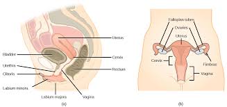 Find more on the female reproductive organs, the menstrual cycle, and more. Female Reproductive Anatomy By Openstax Jobilize