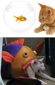 Our fish toy is 100% genuine and comes with usb charger, mechanism & catnip. Create Comics Meme Red Cat And Fish Cat And Fish The Cat Eats The Fish Comics Meme Arsenal Com