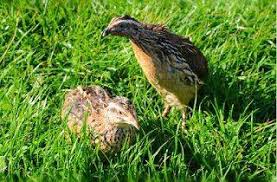 Check spelling or type a new query. Siapa Yg Berminat Peluang Budidaya Burung Puyuh Facebook