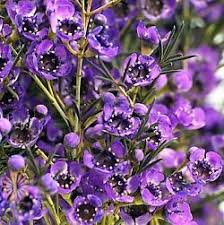 Purple filler flowers for bouquets. Purple Waxflower Wholesale Flowers Diy Wedding Flowers