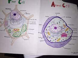 The mitochondria's function is to produce energy (active transport) by breaking down glucose molecules in the process known as cellular respiration. Cell Project Sciencewithzoe