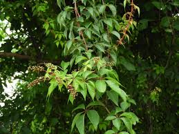 Image result for Parthenocissus quinquefolia