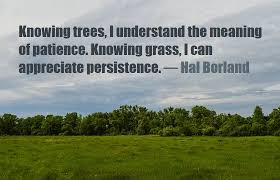 Maybe you would like to learn more about one of these? Kata Mutiara Bahasa Inggris Pilihan Tentang Rumput Grass 2