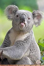 This Is A Koala Sticking Its Tongue Out At You You Re Welcome Animals Funny Animal Photos Cute Animals