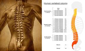 The backbone is divided into two main parts this vertebra is divided into five back anatomy bones which include: Anatomy Of The Spine Blog Back Pain Neck Pain Newark New Jersey