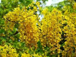 Image result for Sesbania sericea