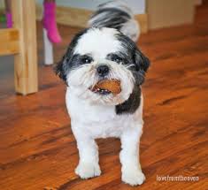 These homemade dog treats have just 5 ingredients! The Best Easy Homemade Dog Treats Love From The Oven