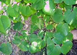 The sepals (the outmost part of the flower) are hairy and longer than the petals, giving the Western Redbud Have Heart Shaped Leaves This Plant Is Native To California And Other Western Areas I Have 3 Of Them And Th Plant Leaves Plants Western Area