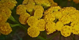 Image result for Nidorella resedifolia