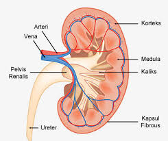 The urinary system, also known as the renal system or urinary tract, consists of the kidneys, ureters, bladder, and the urethra. Fungsi Ginjal Pengertian Struktur Cara Kerjanya Lengkap
