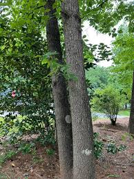 Image result for Xymalos monospora