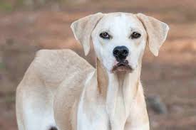Symptoms of diabetes mellitus in dogs. Diabetes Insipidus In Dogs Symptoms Causes Diagnosis Treatment Recovery Management Cost