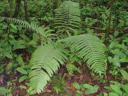 Image result for Amauropelta